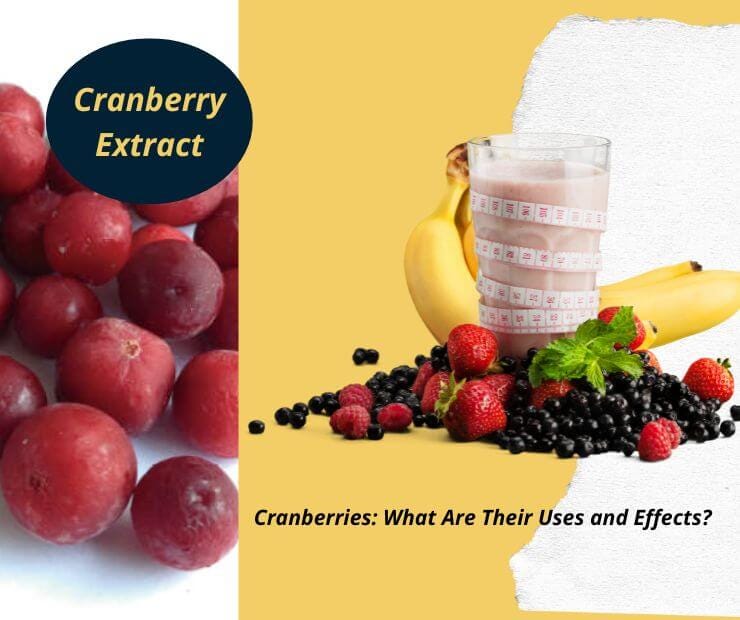 Cranberries What Are Their Uses and Effects? by QherbExtract Medium