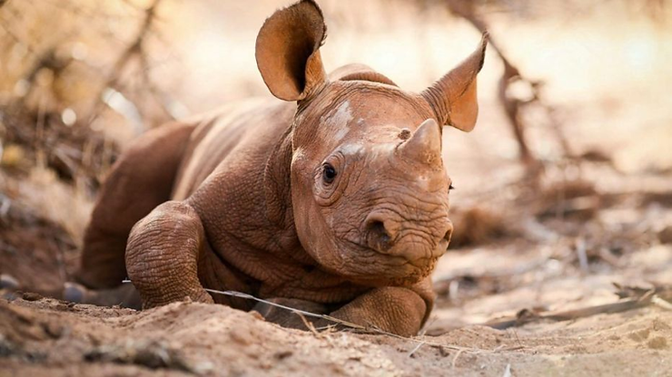 La reproducción asistida salva una especie en extinción.