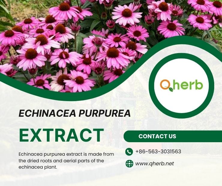 Echinacea Purpurea Extract Powder Boost Your Immune System Naturally