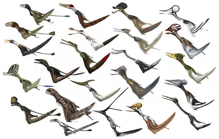 Pterosaur Flying Muscles