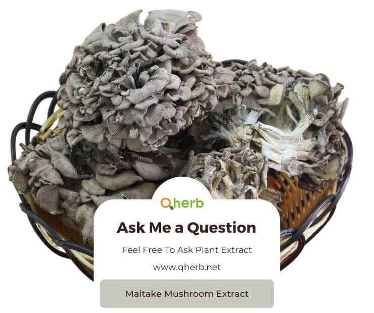Everything You Should Know About Maitake Mushroom Extract by
