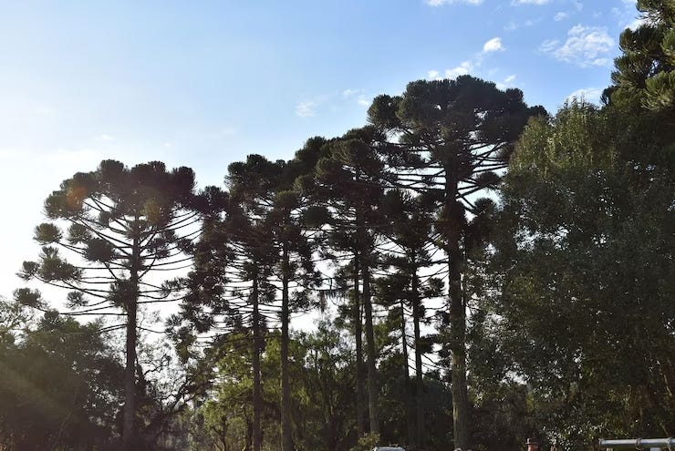 Una campaña busca recaudar donaciones para salvar a un bosque de araucarias milenarias