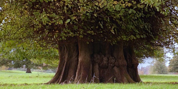 The Dürer Tree