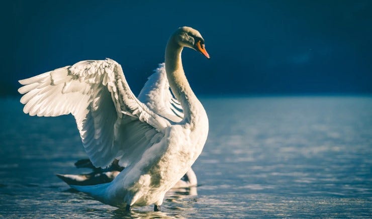 Swan, The Sacred Bird. (In Finnish Mythology), by fairychamber
