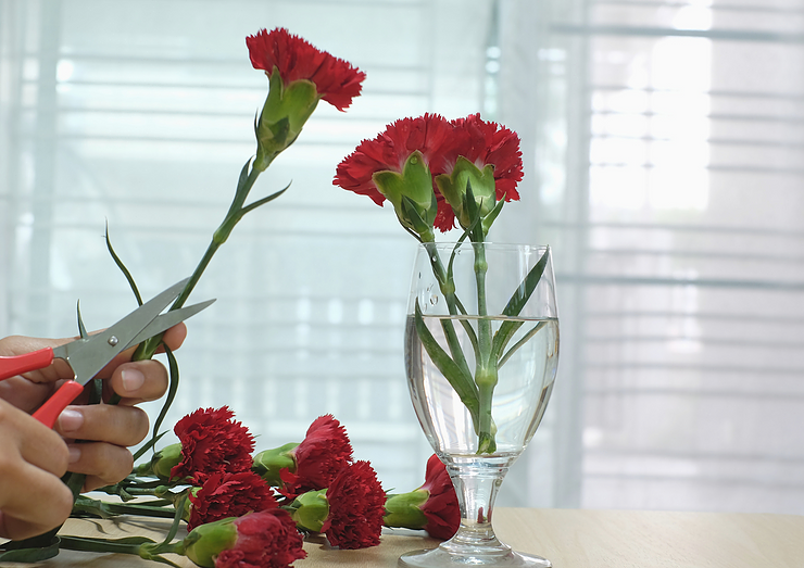Carnation cuttings. Everyone knows that carnations multiply… by