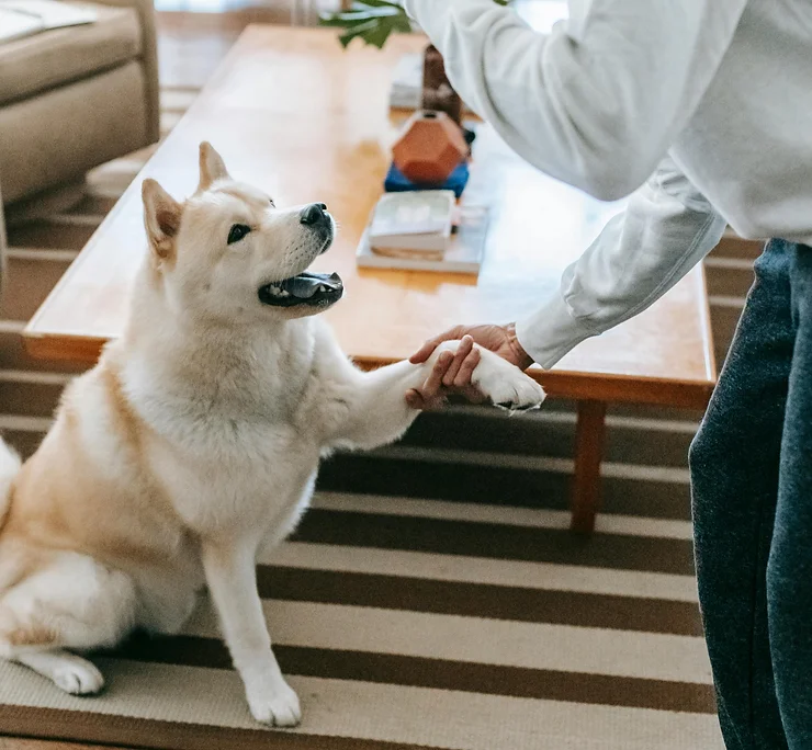 How Much Training Does a Dog Need a Day? by Venture Dog Training