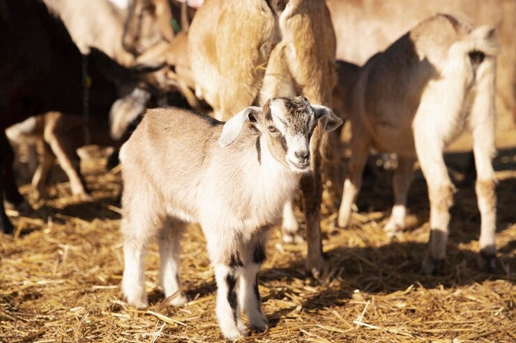 Beginilah Prospek Usaha Ternak Kambing yang Menjanjikan !