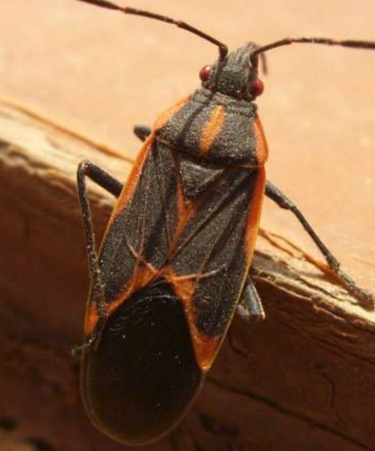 Bee control Pittsburgh PA — Spectrum Pest Control (412) 532–1380 | by