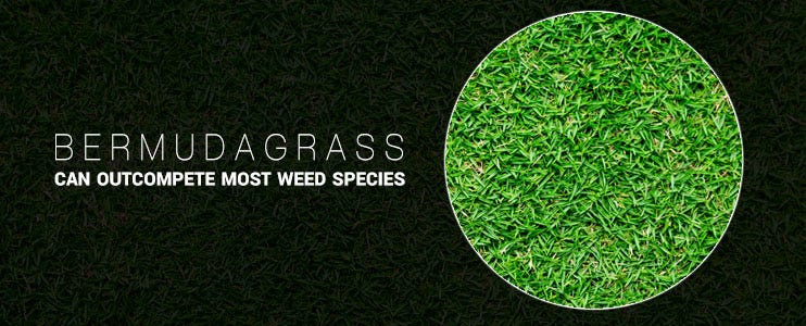 Zoysia grass sale vs bermuda