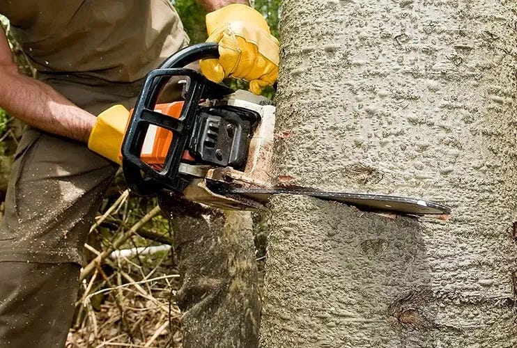 Professional Tree Removal, Pruning & Care Services Long Island - RP ...
