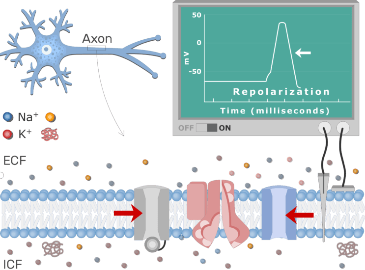 Action potential of a neuron. https://www.getbodysmart.com/nervous-system/action-potential-events/
