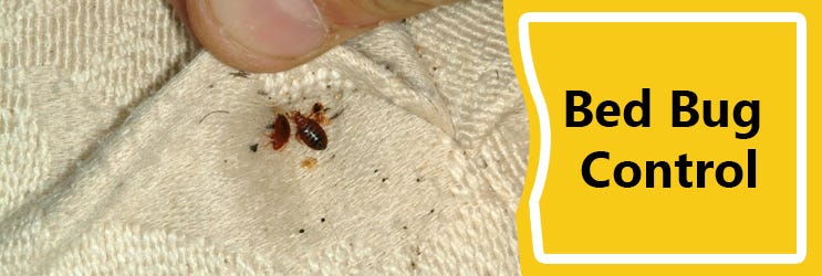 A Comprehensive Guide to Effective Bedbug Control | by Bedbugs Pest ...