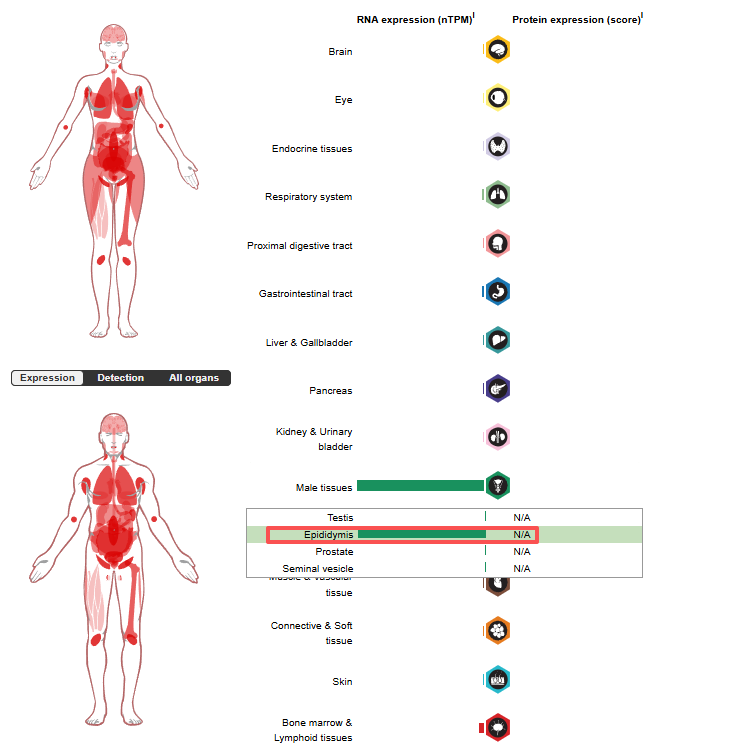 Sialylated Inhibitory Receptor Ligand CD52