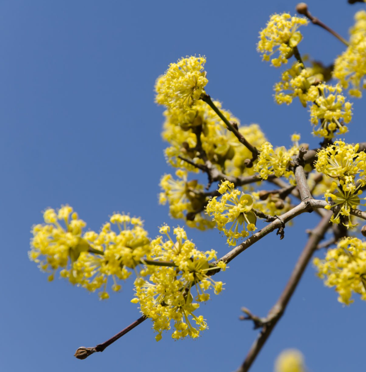 Unveiling the Beauty and Bounty of Cornelian Cherry: A Guide to Growing 