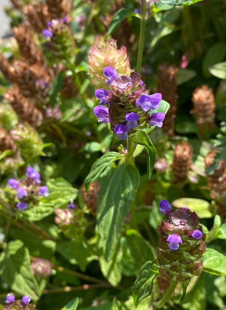Some of the herbs in Holly’s garden: Nettle, Comfrey and Self Heal. Photos by author