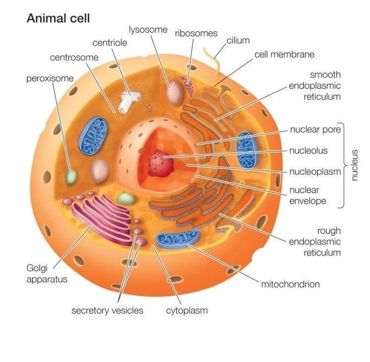 fungal cell vs animal cell