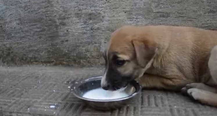 Almond milk for clearance puppies