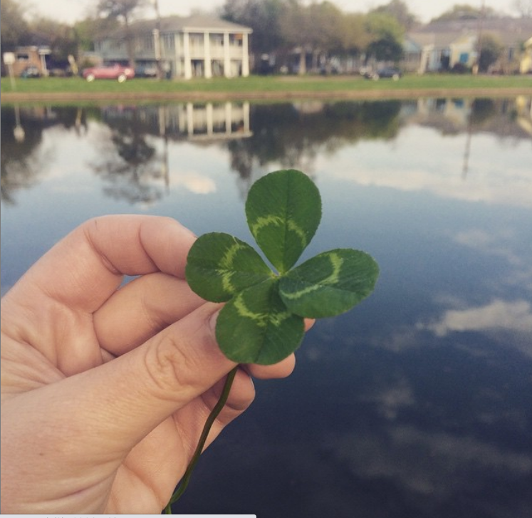 Discover the Luck Behind Four-Leaf Clovers and What to Do When You