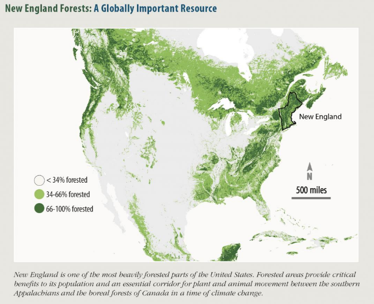 Forests as Essential Infrastructure by stephanie jo kent Medium