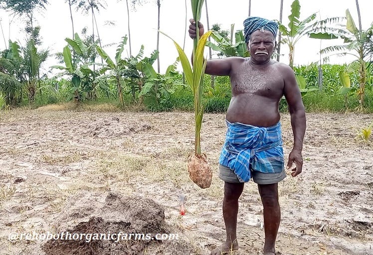 How to plant Coconut tree?. First select a good quality coconut… by