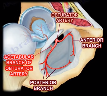 The Obturator Artery. The obturator artery is branch of the…, by Nabil  Ebraheim
