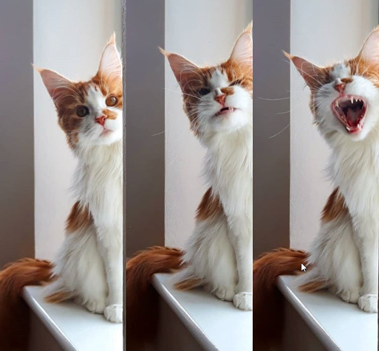 How to Translate Your Cat’s Meows by Zulie Rane Tenderly