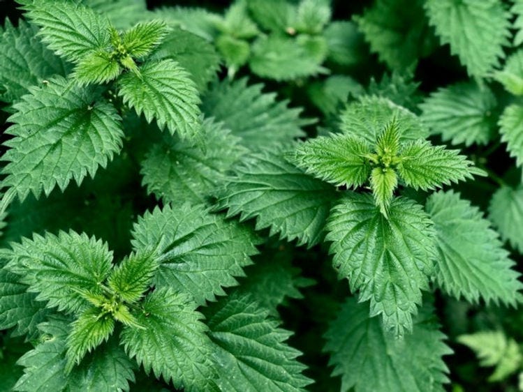 5 Surprising Stinging Nettle Benefits by Yair Danon Medium