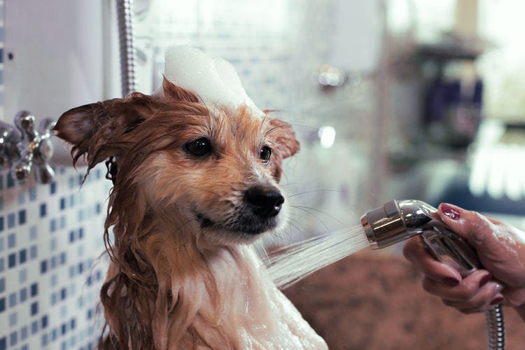 When and how often should I wash my dog? by Bubbles Dog Grooming Medium