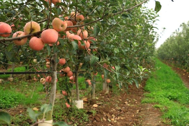 Apple Farming In Kenya; A Comprehensive Complete Farming Guide | by ...