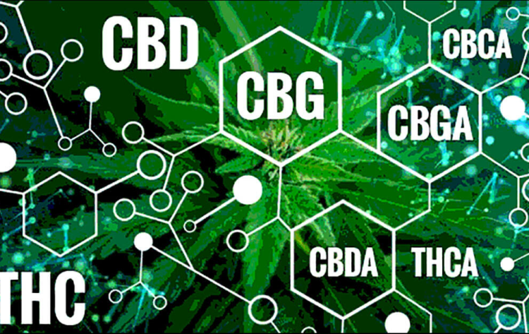 What Is The Difference Between CBDA And CBD? - Weeklynewsnow - Medium