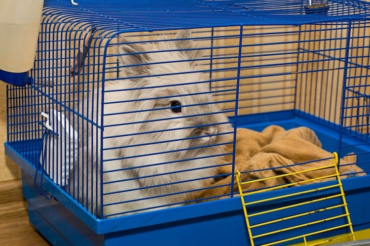 How to Choose The Best Indoor Rabbit Cage in 2017 | by Rabbit Expert |  Medium