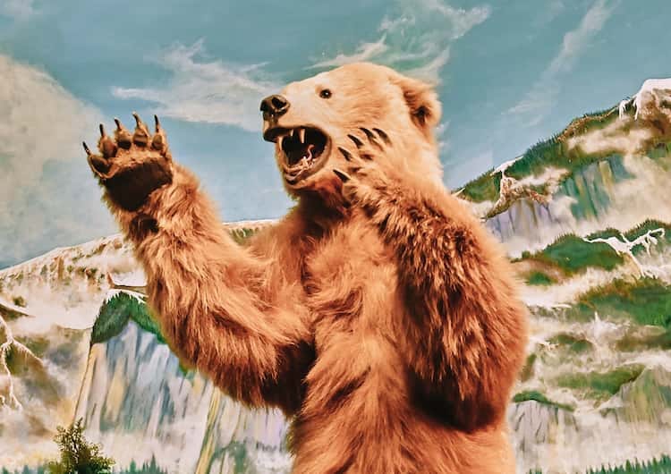 Dreams About Bears Attacking: Uncover Their True Meaning