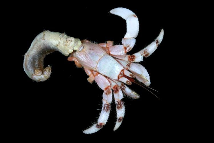 Why Crustaceans Keep Turning Into Crabs by Evolution & Nature Medium