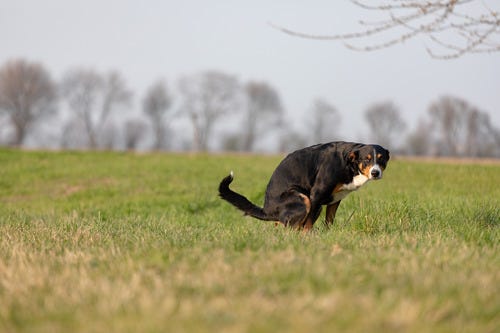 How Long Can Dogs Go Without Pooping