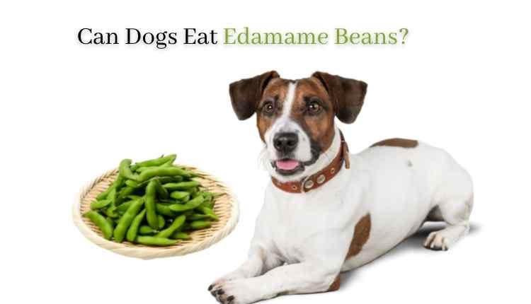 Can dogs eat edamame beans Clearance