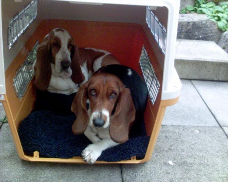 A quick guide to the simple process of transporting pets to Singapore