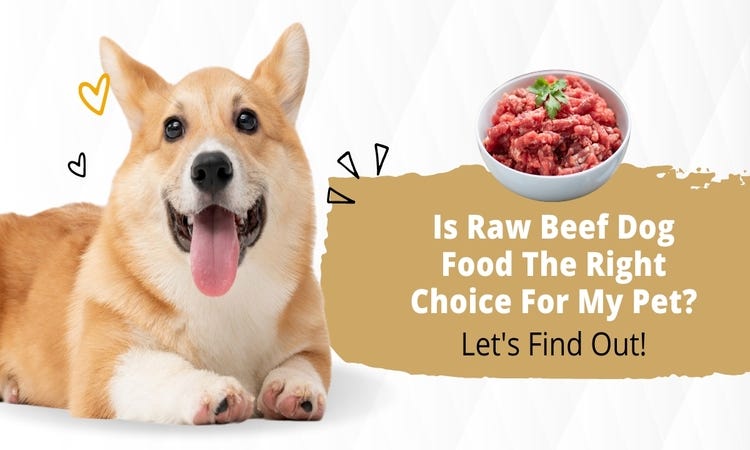 is-raw-beef-dog-food-the-right-choice-for-my-pet-kleeket-llc-medium