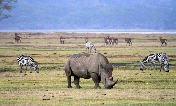 Ngorongoro Crater: Dive into Tanzania’s Ecological Jewel with Our 