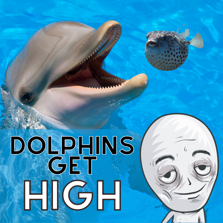 Dolphins Get High on Pufferfish MuddyUm