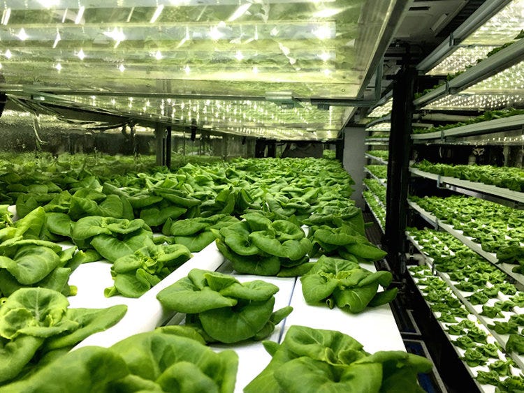 Stacking up food — The concept of Community Vertical Farms | by Pragya ...