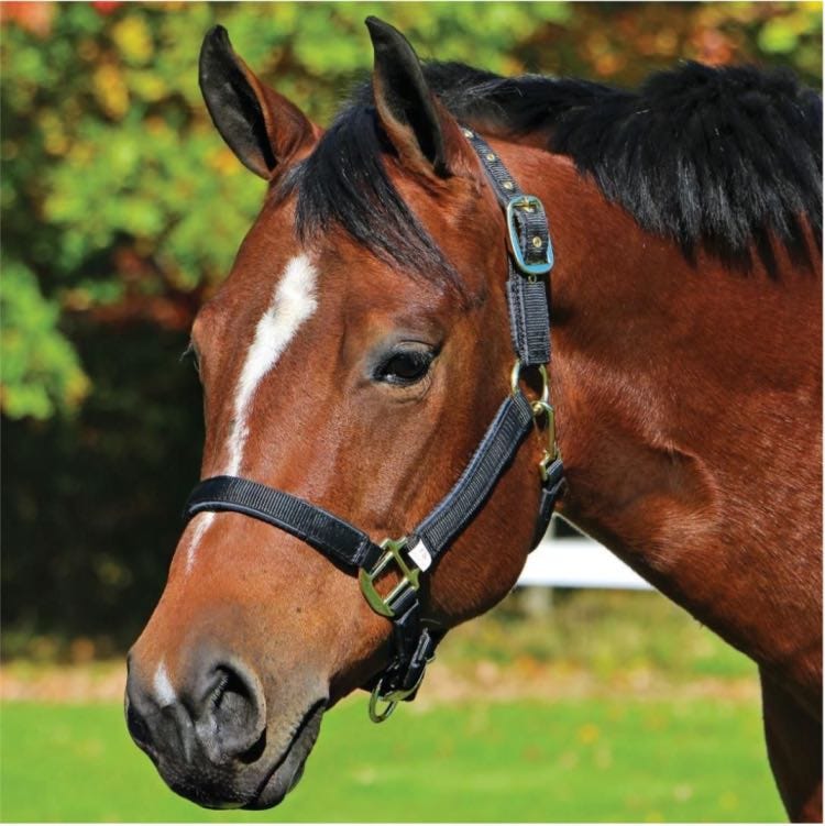 The Complete Guide to Horse Halters the ashva by Paul T. Medium