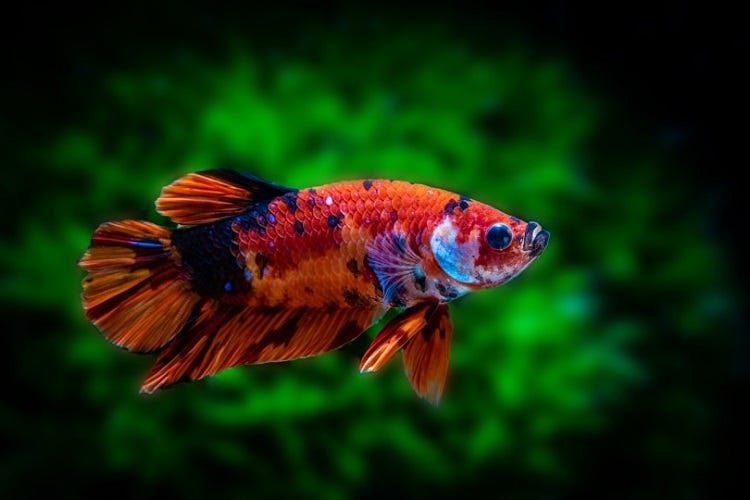 Can Koi Fish Live With Betta Fish? by Richmond Loh Medium
