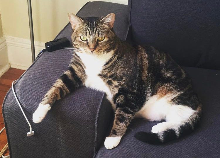 My Cat Has Literally Given Me Her Life | by Cory Vincent | Live Your