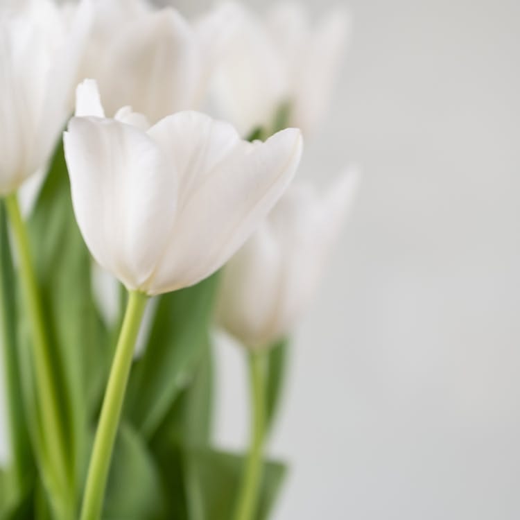 Tulip Bulbs The Best 10 StepbyStep Guide to Planting, Growing, and