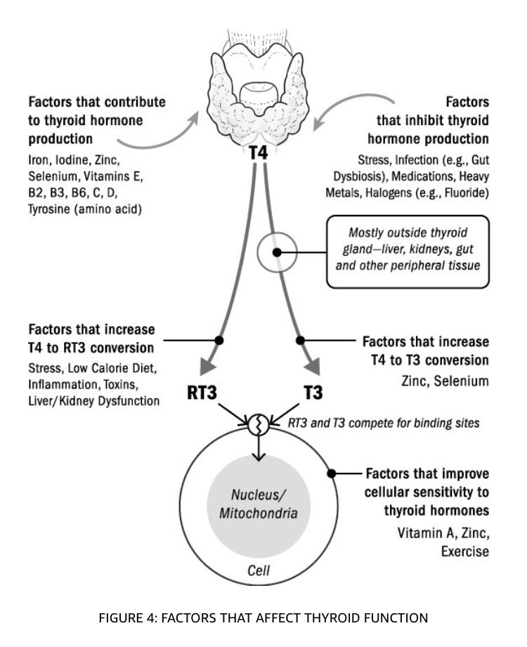 7 reasons why your thyroid medication isn’t working by Dr Amy Gajjar