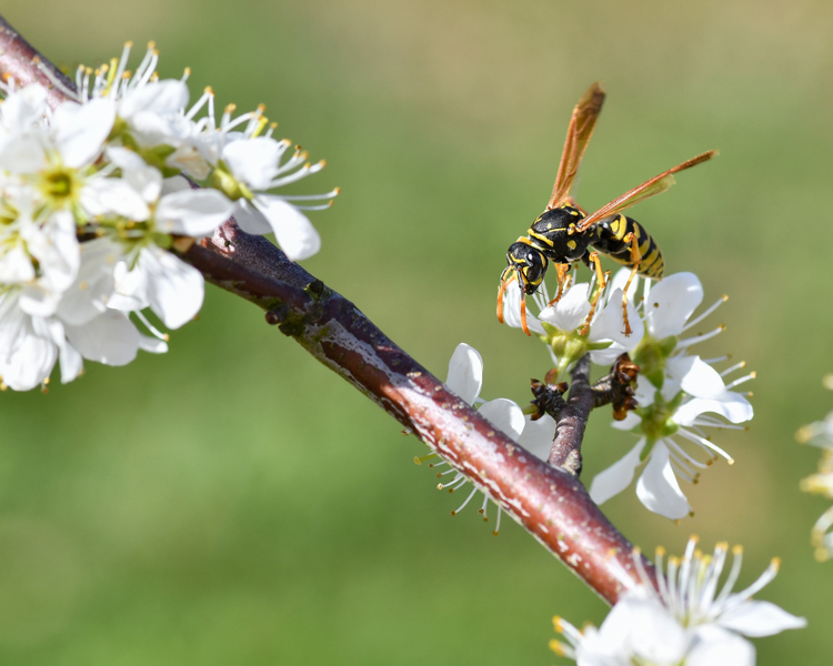 How to Pest-Proof Your Backyard Before the Canada Day Long Weekend