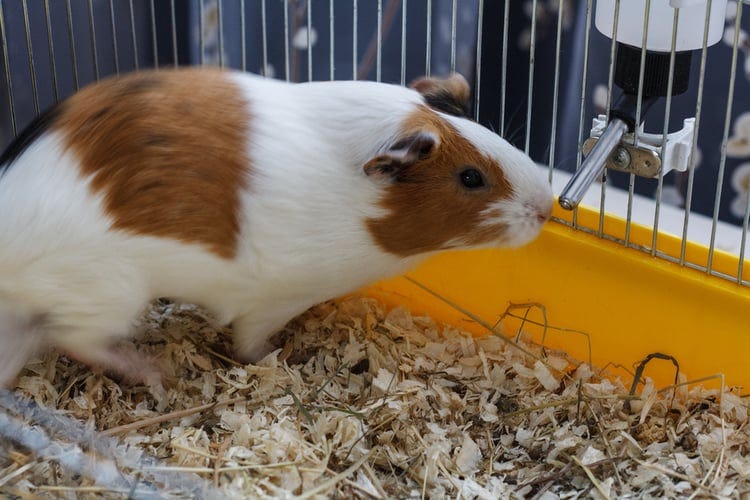How Do Guinea Pigs Get Mites? Causes & Natural Remedies by