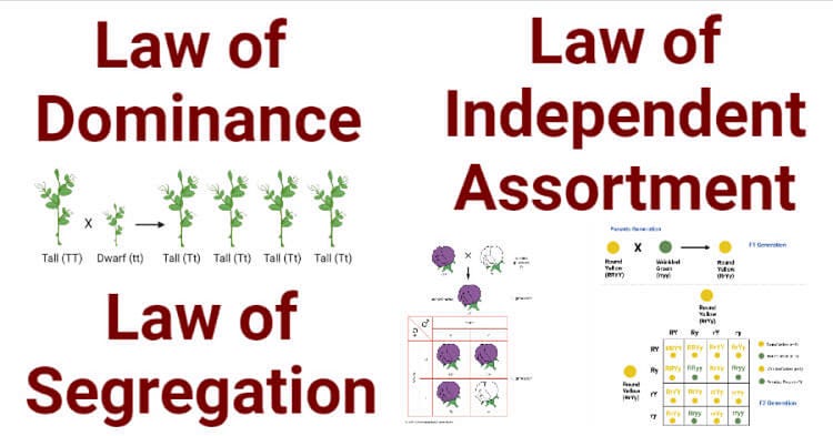 Genetics II(Biology for HKDSE / GCSE)