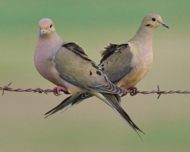 Ashes to Doves