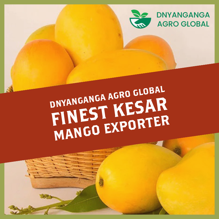The Health Benefits of Kesar Mango: More Than Just a Delicious Fruit